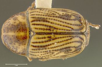Media type: image;   Entomology 24998 Aspect: habitus dorsal view
